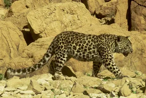 arabian leopard arabian leopard