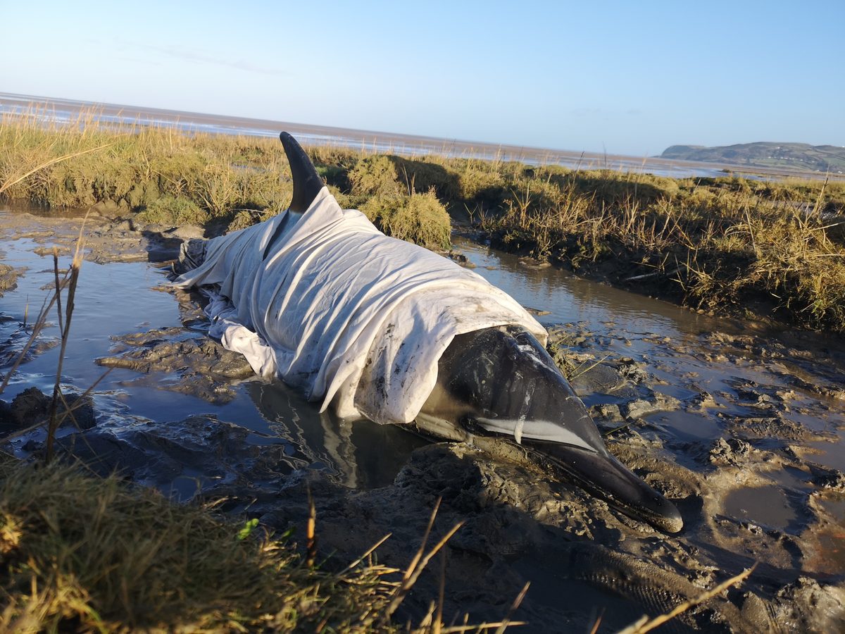 How to help a beached, stranded whale or dolphin - and help save its life | Discover Wildlife