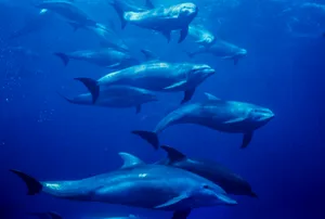 Bottle-nosed dolphins. Bottle-nosed dolphins(Tursiops truncatus),in El Placer de la Guaira,Venezuela,Caribbean Sea.