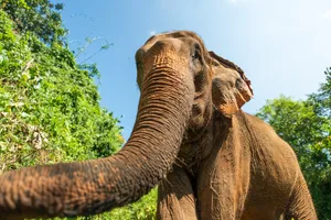 Curious elephant extending trunk in lush green forest Asian elephant