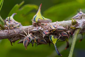Weirdest insects in the world Weirdest insects in the world