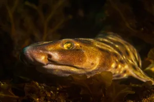 Swell shark Swell shark