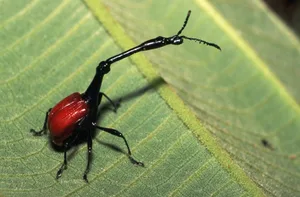 Giraffe-Necked Weevil on the Underside of a Leaf giraffe-necked weevil