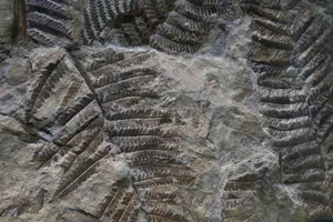 The Dolomites fossils The Dolomites are rich in fossils that tell the story of ancient tropical seas and volcanic islands in the Triassic and Jurassic periods