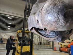 Basking shark head Basking shark head