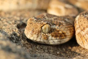 Echis carinatus Echis carinatus