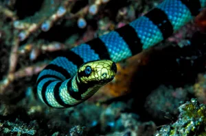 sea snake facts sea snake facts