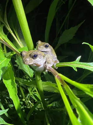 IMG_1551 ope’s gray treefrogs