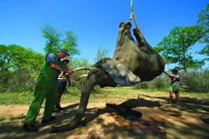 Elephant capture Tranquilized elephants being loaded by crane & capture team (Loxodonta africana) Elephants darted from helicopter to be relocated. Zimbabwe