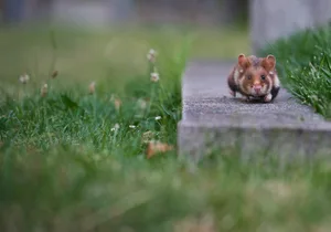 European Hamster on the go European Hamster