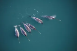 Narwhals with tusks swimming in North West Greenland. Credit Carsten Egevang Narwhals with tusks swimming in North West Greenland. Credit: Carsten Egevang
