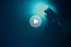 Deep sea scientists film dumbo octopus Deep sea scientists film dumbo octopus