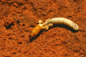 Sandgroper Sandgroper
