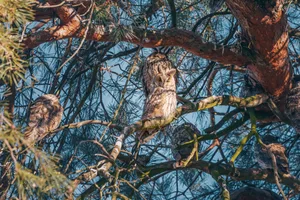Flock of long-eared owls at winter sleeping at day on a pine tree branch long-eared owl