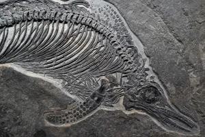 fish fossil part fish fossil part