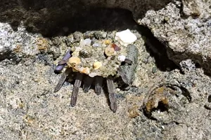 Mauritian tidal trapdoor spider Mauritian tidal trapdoor spider