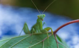 Close-up of a Green Praying Mantis on Leaf Close-up of a Green Praying Mantis on Leaf. Molakaliva/Getty Images
