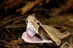 Gaboon viper or Western gaboon viper Gaboon viper or Western gaboon viper (Bitis gabonica), Viperidae, repeatedly opening its mouth after eating to adjust its fangs.