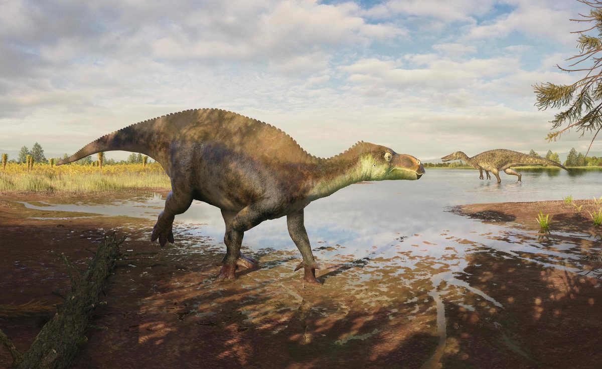 Photo: BBC Wildlife Magazine New Dinosaur Species Named Paludohadros Proudlovii After Surrey Dad