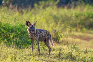 535720,TITLE:Kingdom BBC Kingdom Flint African wild dog