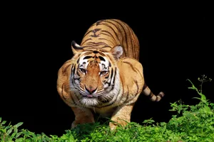 Why do cats pounce? Why do cats pounce?