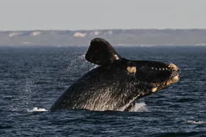 TOPSHOT-ARGENTINA-ENVIRONMENT-ANIMAL-WHALE TOPSHOT - A southern right whale (Eubalaena australis) is photographed at La Cantera beach near Puerto Madryn, Chubut Province, Argentina, on October 6, 2022. - Authorities have recorded more than 1,400 whales in the Nuevo and San Jose gulfs, the largest number in more than 50 years. (Photo by Luis ROBAYO / AFP) (Photo by LUIS ROBAYO/AFP via Getty Images)