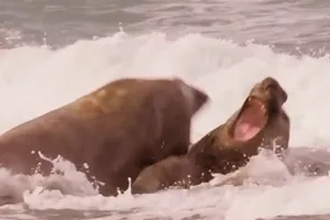 Southern elephant seals Southern elephant seals