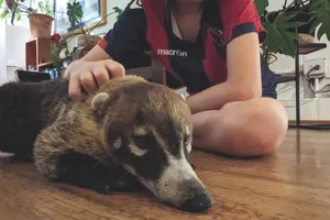 Coati Coati