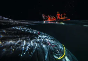 Hunpack whale attached in internet cable – Audun Rikardsen_cmyk Humpback whale attached to internet cable