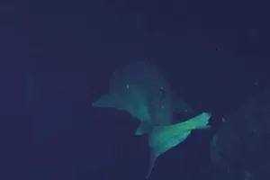 Bluntnose sixgill shark Bluntnose sixgill shark