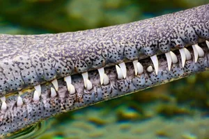 Guess the animal Indian gharial (Gavialis gangeticus)