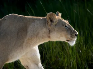 Stalking African Lioness (Panthera leo)
