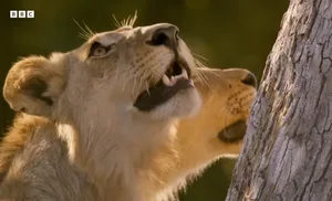Lion vs leopard – still from Big Cats 247
