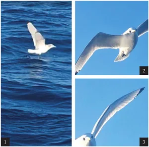 Black-legged Kittiwake Rio Grande do Norte, Brazil black-legged kittiwake Brazil