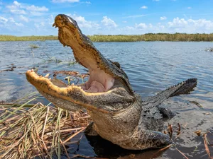 A large American alligator with its mouth wide open, partially submerged in murky water near a grassy bank in a wetland area under a blue sky A large American alligator with its mouth wide open
