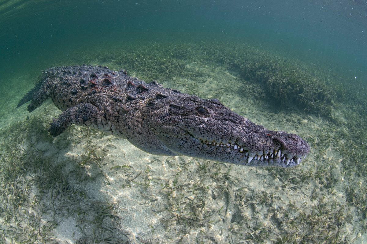 "It can run at speeds of 35mph, climb 30m up a tree in seconds and is an excellent swimmer…" 8 most dangerous, deadliest animals in Florida's Everglades - BBC Wildlife Magazine image