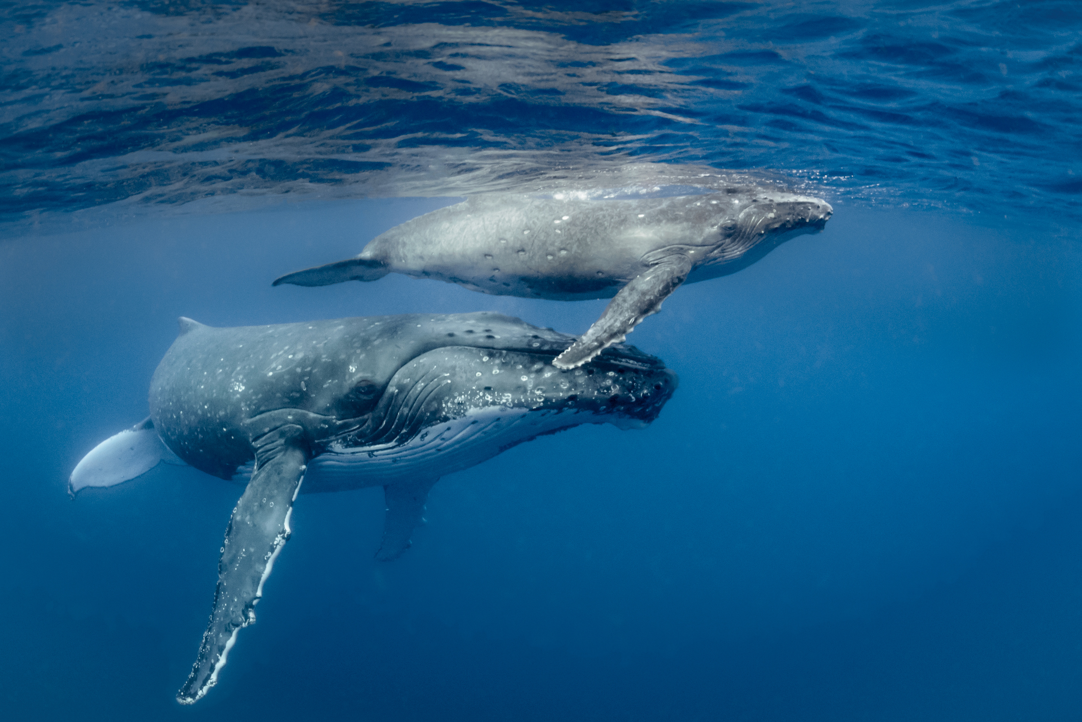 4 smartest, most intelligent dolphins and whales in the ocean ...
