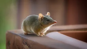 Yellow-footed antechinus (Antechinus flavipes) Yellow-footed antechinus close up