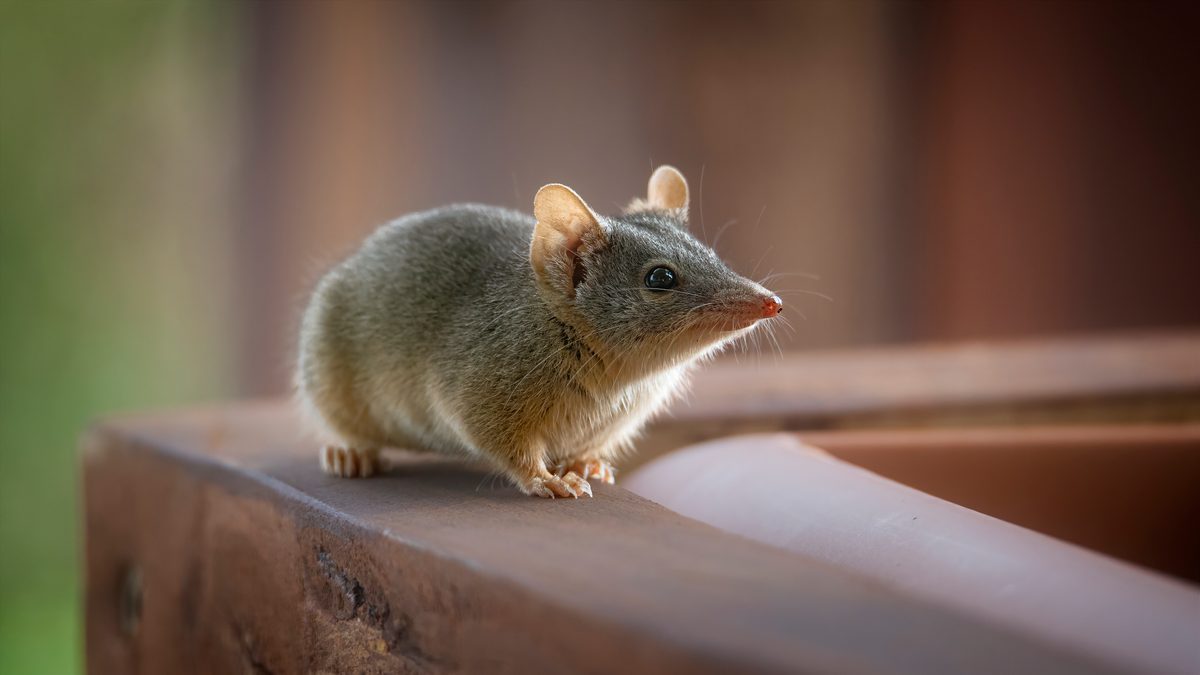 Why do some animals die during or after sex?