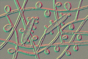 Trichophyton rubrum fungi, illustration Trichophyton rubrum fungi