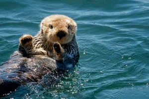 Cute sea otter waving Cute sea otter looks like its waving while floating on its back in the blue water of Morro Bay