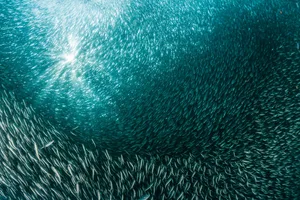 Sardine run Sardine run