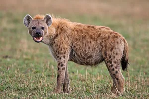 Side view of spotted hyena Spotted hyena