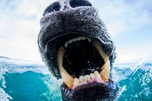 Can you guess which animal this is? Polar Bear Biting Underwater Camera Dome, Nunavut, Canada