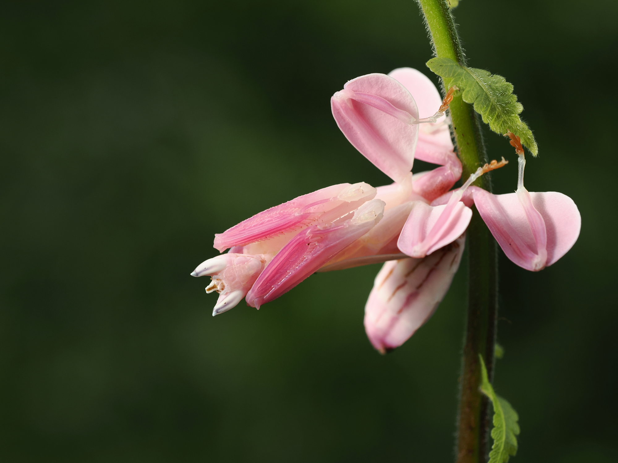 It might look like a beautiful flower but it's actually a deadly ...