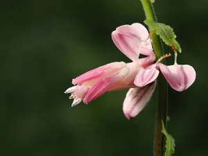 orchid praying mantis hymenopus coronatus orchid mantis
