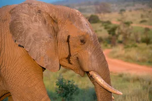 Portrait of the head of an Elephant in the bush in South Africa Michael Fox/ Getty Images
