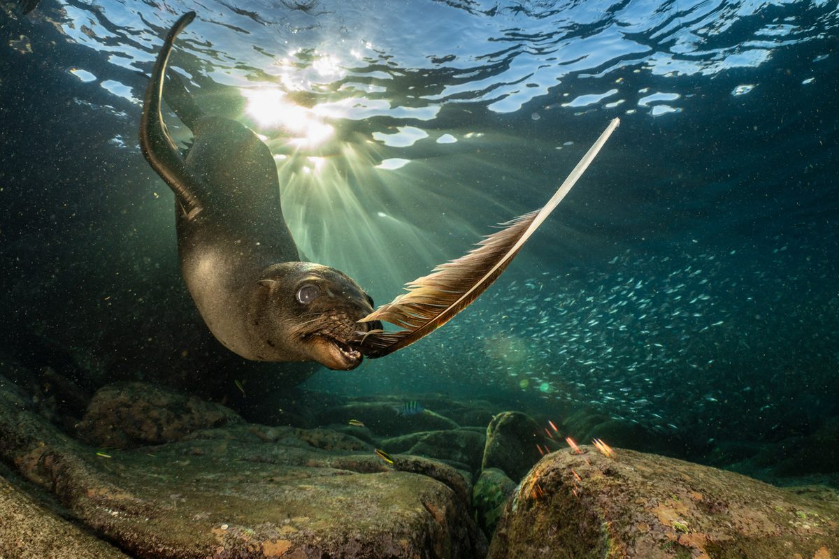 Playing by necessity. Underwater World category highly commended. Credit: GDT EWPY 2026, Henley Spiers