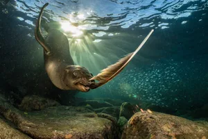Playing By Necessity Playing by necessity. Underwater World category highly commended. Credit: GDT EWPY 2026, Henley Spiers