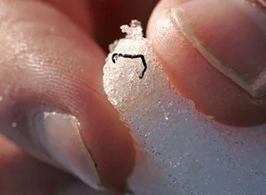 ice worm ice worm